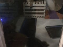 -Anne猫窝咖啡屋