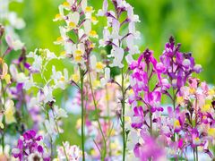 -花开海上生态园