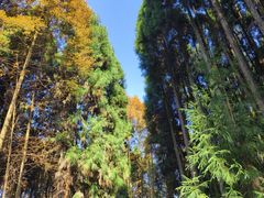 -山王坪喀斯特国家生态公园