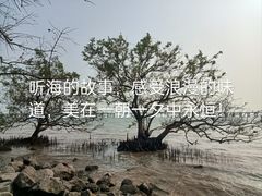 -宝安西湾红树林湿地公园
