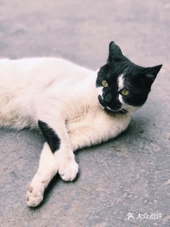 流浪猫“马儿”窗台成长日记