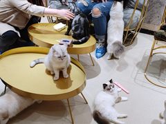 -藏猫猫咖啡主题馆(中央大道店)
