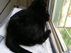 -东方名猫馆·英短金渐层布偶猫舍(环线广场1号楼店)