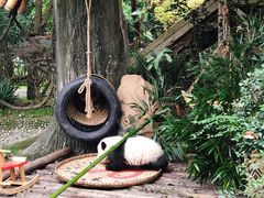 -都江堰中华大熊猫苑