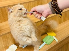 -唐小姐の私宠·宠物洗护美容·撸猫馆·购宠(周浦万达旗舰店)