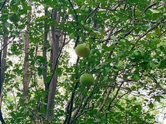 -白塘生态植物园