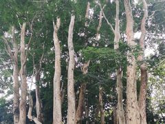 -中国科学院西双版纳热带植物园