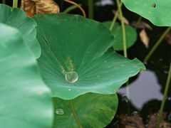 -莲花池公园