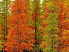 -白鹭湾湿地公园