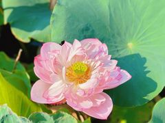 -厦门园林博览苑