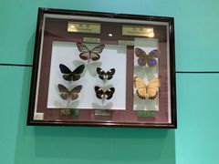 -上海昆虫博物馆