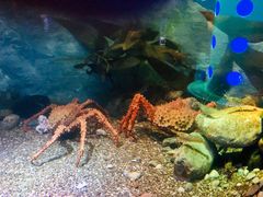-瑞普利水族馆