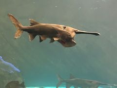 -瑞普利水族馆