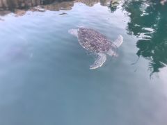 -广东惠东海龟国家级自然保护区