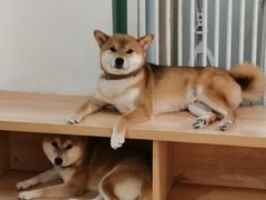-是阿柴呀！柴犬咖啡·爱喵喵猫咖
