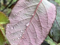 -金鸡湖桃花岛