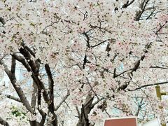 -西北湖绿化广场