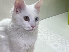 -青奢宠物·青奢猫舍