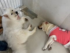 -共舞时光猫咖·狗咖(新街口店)