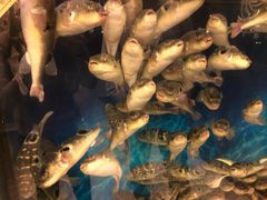 -肆月河豚·新淮扬(金融街店)