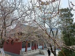 -桃花堤公园