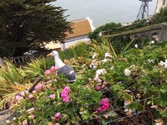 -阿尔卡特拉斯岛