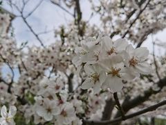 -高东镇樱花园