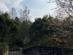 -都江堰中华大熊猫苑
