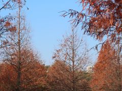 -五缘湾湿地公园