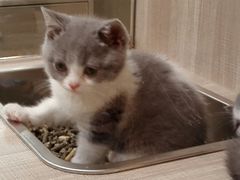 -飞行喵MR PILOT|猫舍·猫咖(静安大融城店)