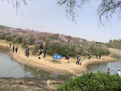 -丁香湖公园