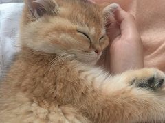 -东方名猫馆·英短金渐层布偶猫舍(环线广场1号楼店)