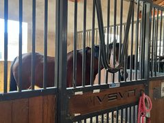 -北京群众马术培训基地