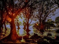 -宝安西湾红树林湿地公园