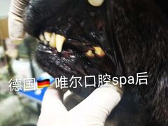-汪小喵宠物·戴维斯乐芳希施宠馨宝皮毛调理洗护店