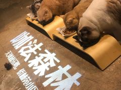 -咖法森林·咖啡  酒吧(天河店)