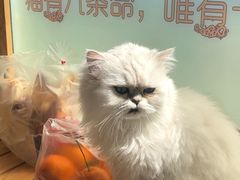 -猫的茶·猫咖