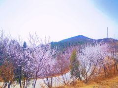 -北京西山国家森林公园