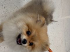 -帕帕拉兹宠物(亚洲旗舰店)