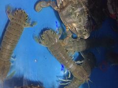 -东海章鱼馆(恒瑞街店)