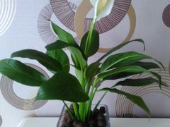 -秦美花卉(天朗·莱茵小城2期店)