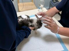 -全心全意连锁动物医院·微创中心·内科急重症·心脏专科(丰管路店)