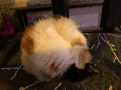 -平行世界·猫咖(首经贸店)