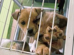 -沐沐家宠物(成寿寺店)