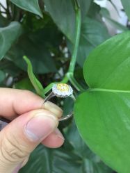 -威德钻石-克拉钻大本营(南京东路店)