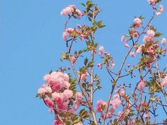-天适樱花悠乐园
