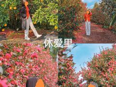 -西归浦每天偶来市场