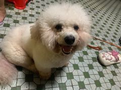 -瑞派旺宝宠物医院·犬猫全科综合·尿道专科(莲兴院)