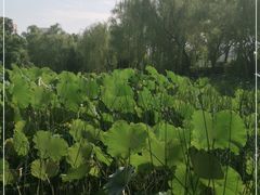-莲湖公园