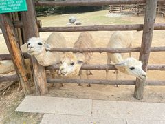 -泉州海丝野生动物世界